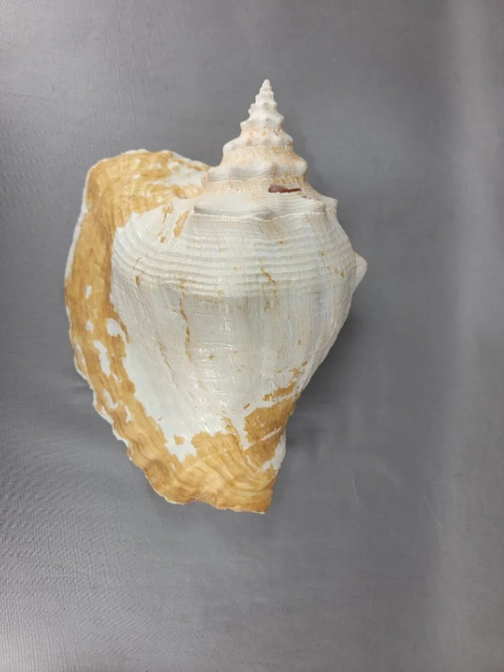 Vtg Natural Conch Shell Seashell Beach Nautical Home Decor Distressed Weathered